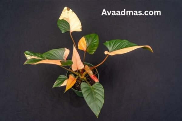 Pink Diamond Homalomena