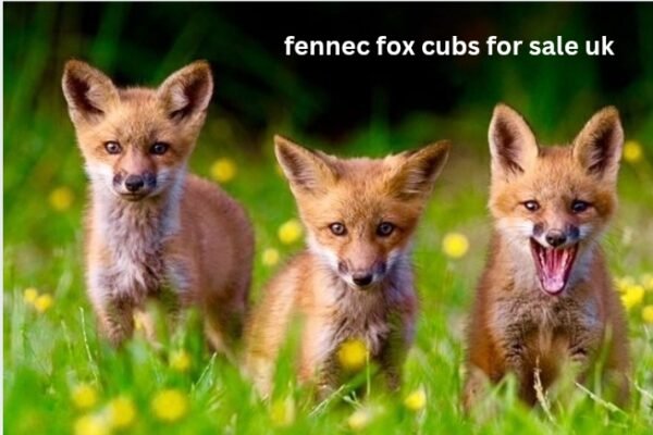 fennec fox cubs for sale uk
