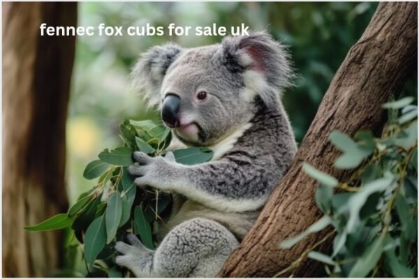 WWF Adopt a Koala: Complete Guide to Protecting Australia’s Iconic Tree Hugger