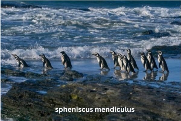 Spheniscus mendiculus: The Remarkable Story of the Galápagos Penguin