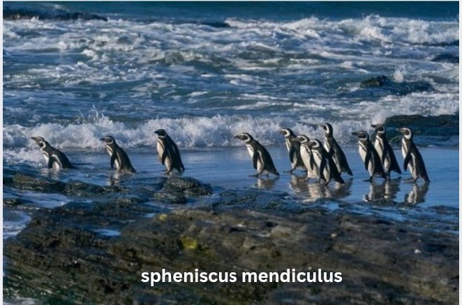 Spheniscus mendiculus: The Remarkable Story of the Galápagos Penguin