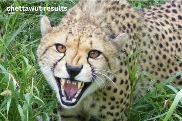 Chettawut Results: A Clear, Educational Look at Outcomes, Expectations, and Patient Experiences