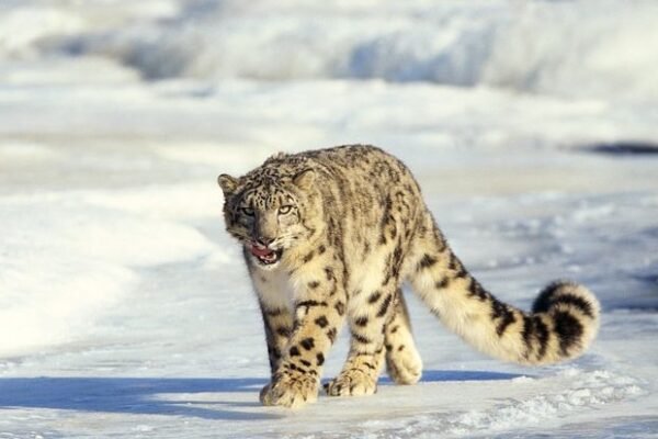 snow leopard