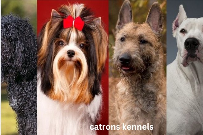 Catrons Kennels: Trusted Name in Quality Dog Breeding and Care